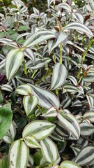 Naklejka premium Abstract Background of Striped Tradescantia zebrina Foliage