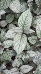 Persian Shield Leaves (Strobilanthes dyerianus) with Metallic Green Foliage