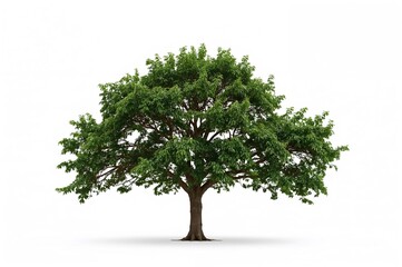 Obraz premium Green tree silhouette on a white backdrop, isolated for use in environmental and garden design plans.