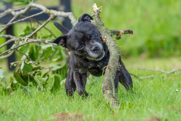 Obraz premium Stafford Bull terrier American, playing with strong branch 2025