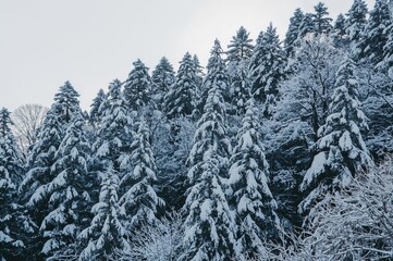 Dense forest on a snowy mountain blanketed with fresh white powder beneath a soft sunlight and clear sky