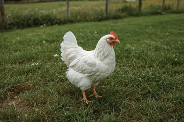 Fototapeta premium Rural hen eating in a countryside barnyard setting. Domestic chicken roaming on grassy yard. Concept of free-range poultry farming.