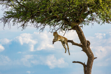 Leopard on tree in Kenya, Africa