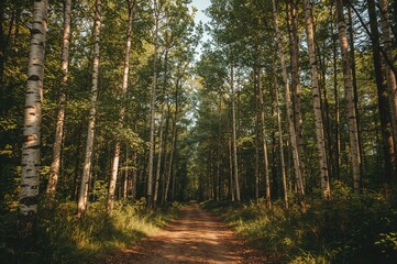 Fototapeta premium Texture of birch wood in a natural woodland setting, featuring trees and greenery