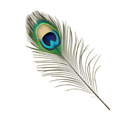 Ornamental Peacock Feather Transparent Background