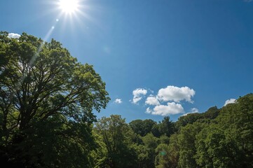 Obraz premium Tall verdant trees against the backdrop of the sky