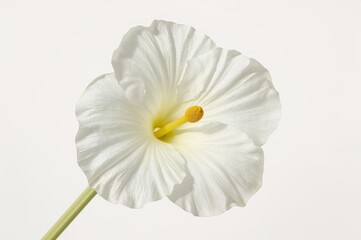 Fototapeta premium Large white ficus flower with a yellow stem on a plain white backdrop