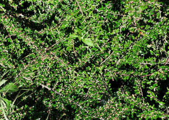 Cotoneaster shrub with green leaves and small buds. Dense foliage with tiny floral details in
