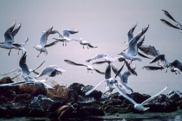 flock of seagulls, Flying Black-headed Gulls (Larus ridibundus), Sardinia, Italy, Black-headed Gull (Larus ridibundus), Cabras, Sardinia, Italy