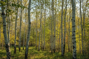 Fototapeta premium Sunlit spring woodland filled with slender white tree trunks