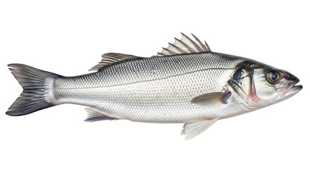Isolated Fresh Sea Bass Fish