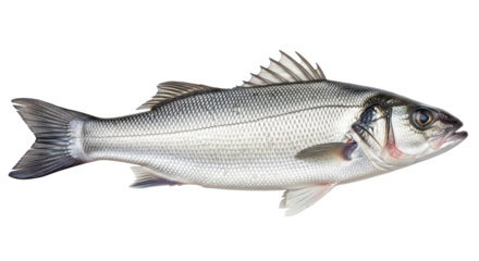 Isolated Fresh Sea Bass Fish