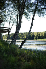 The trees grow at the very edge of the high river bank