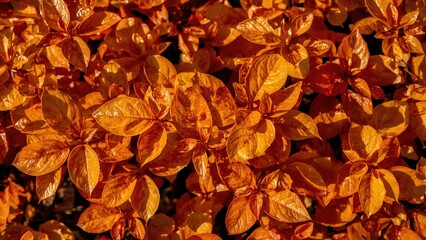 Close-up of a golden foliage vine as a backdrop