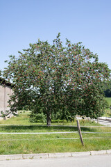 Cerisier rempli de cerises rouges à récolter. L'arbre est au soleil dans un verger. France