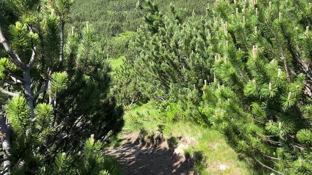 Pirin Mtn, Bulgaria: Scenic summer trail. Navigate dwarf pines & a wooden boardwalk over wet areas. High-altitude beauty.