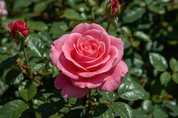 Vibrant Pink Hybrid Tea Rose with Gradient Petals Climbing a Vine