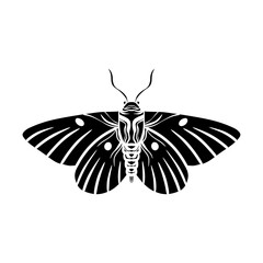 moth in black and white isolated on white background. black and white butterfly