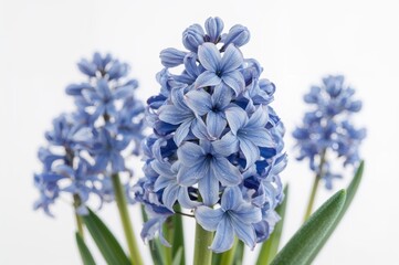 Fototapeta premium Hyacinth flowers displayed on a plain white background