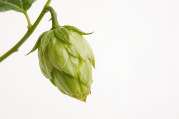 Close-up of a single rabbit isolated on a white backdrop