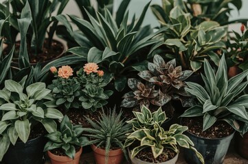 Obraz premium Indoor plant assortment