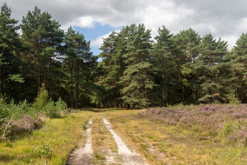 Yateley Common in Hampshire United Kingdom