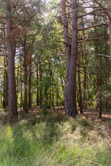 Yateley Common in Hampshire United Kingdom