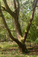 Yateley Common in Hampshire United Kingdom