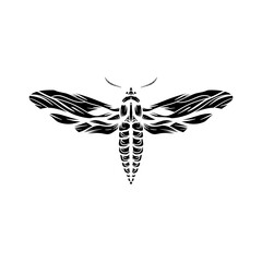 moth in black and white isolated on white background. black and white butterfly