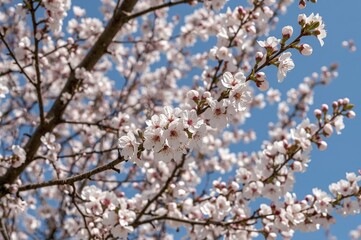 Obraz premium Blossoming Cherry Branches