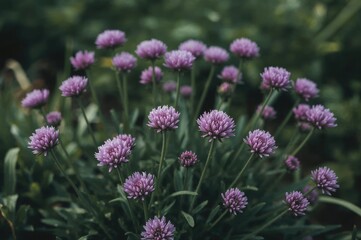Fototapeta premium Garden full of blooming chive flowers