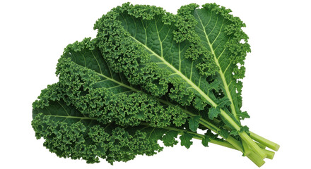 Isolated Kale Leaves Bunch