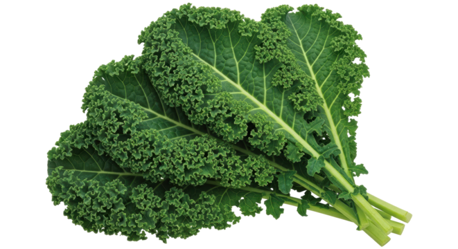 Isolated Kale Leaves Bunch