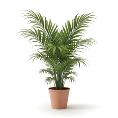 Fototapeta premium Green areca palm plant in a brown pot isolated on white background