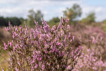 Yateley Common in Hampshire United Kingdom
