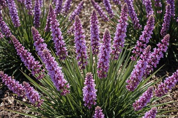 Vibrant purple blossoms of a stone plant in full bloom during the spring floral season