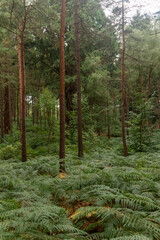 Yateley Common in Hampshire United Kingdom