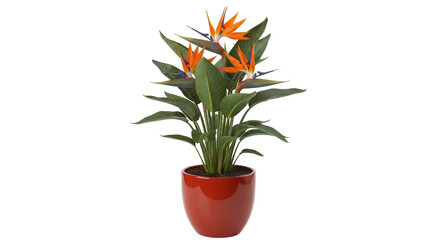 Isolated Bird of Paradise Plant