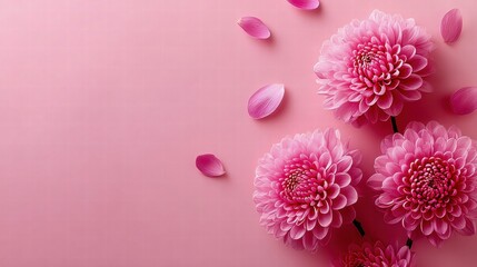 Fototapeta premium Vibrant pink chrysanthemums with petals on a soft pink background, a beautiful floral arrangement.