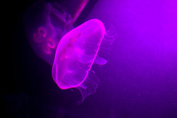 Meduzy © Barmurela