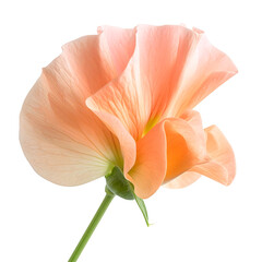 Fototapeta premium Elegant peach-colored flower showcasing delicate petal details on transparent background