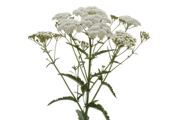 image of yarrow plant featuring isolated on white background, png, ai generated.