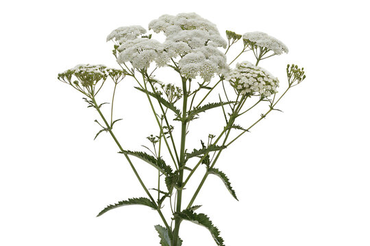 image of yarrow plant featuring isolated on white background, png, ai generated.