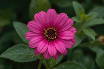 Vibrant floral scene with lush greenery and blooming petals