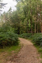 Fototapeta premium Yateley Common in Hampshire United Kingdom