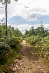 Fototapeta premium Yateley Common in Hampshire United Kingdom