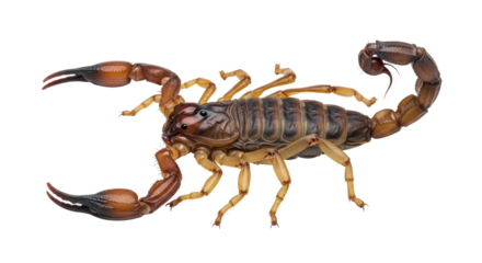 Isolated Scorpion