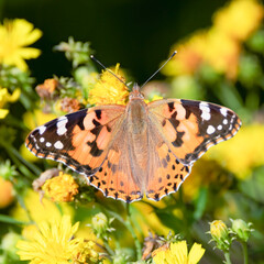 Painted lady