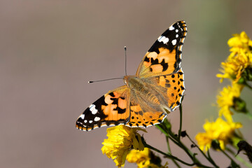 Painted lady