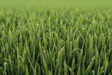 Smart farming technology in a paddy field setting